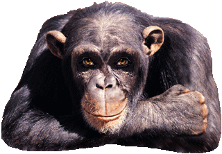 gorilla.gif